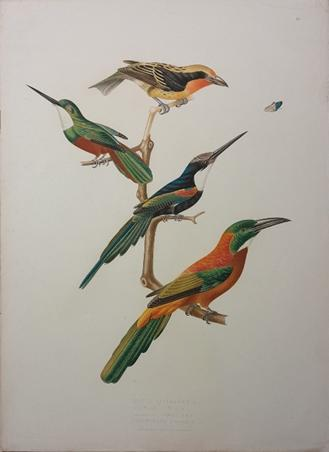 2/Bucco cayennensis - Calbula viridis - Calbula paradise - Jacamerops grandis