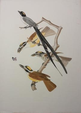 3/ Tyrannus Forticatus -Pitanca -Audax- Sulphuratus.